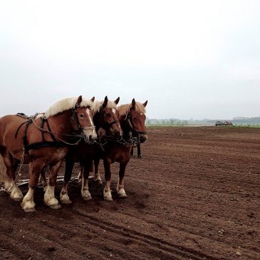 Roesåning som i gamle dage