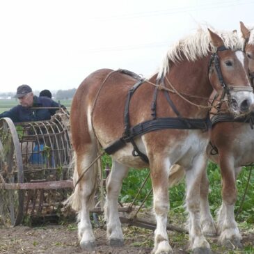 Roer som i Gamle dage